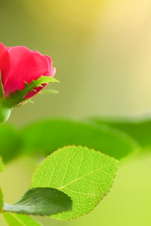 Нежная маленькая розовая роза с зелеными листьями