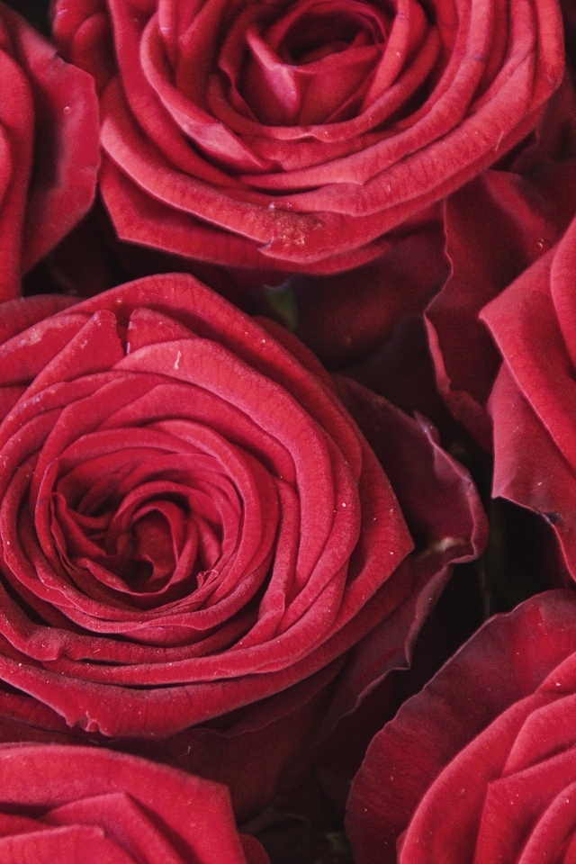 Махровые цветы красной розы