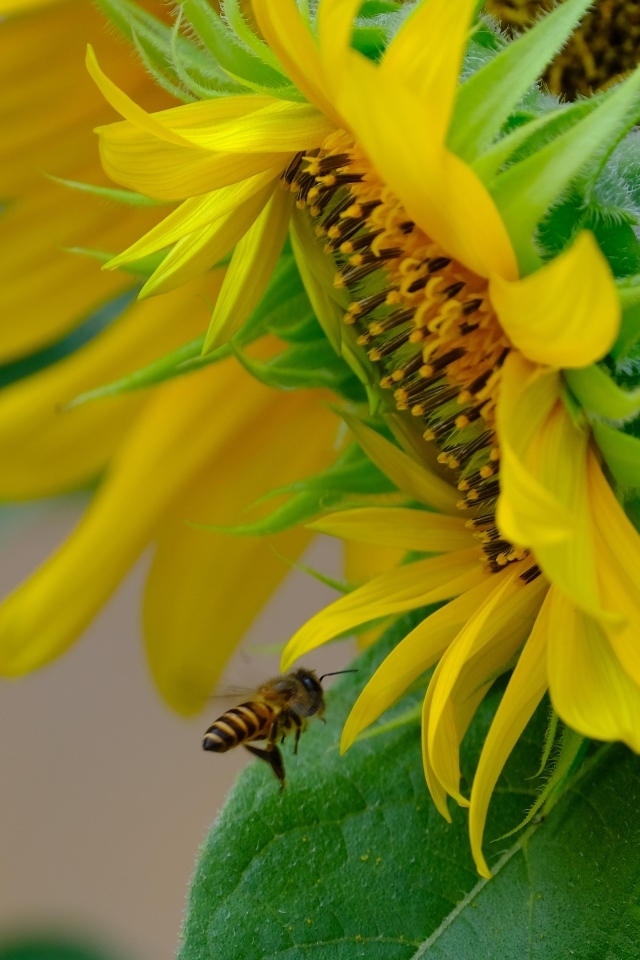 Пчела кружит у цветов подсолнуха