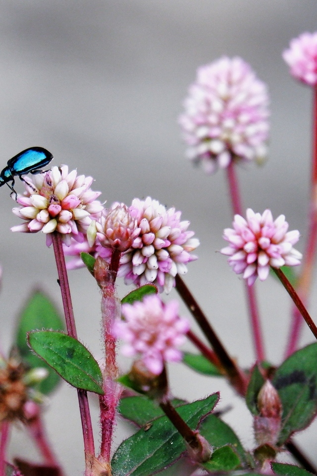 Жук сидит на розовых маленьких цветах