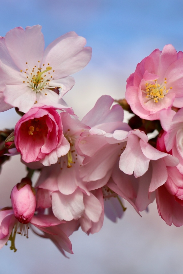 Первые розовые цветы на ветке дерева весной