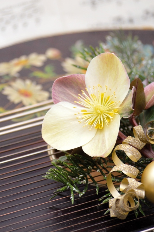 Цветок лежит на музыкальном инструменте