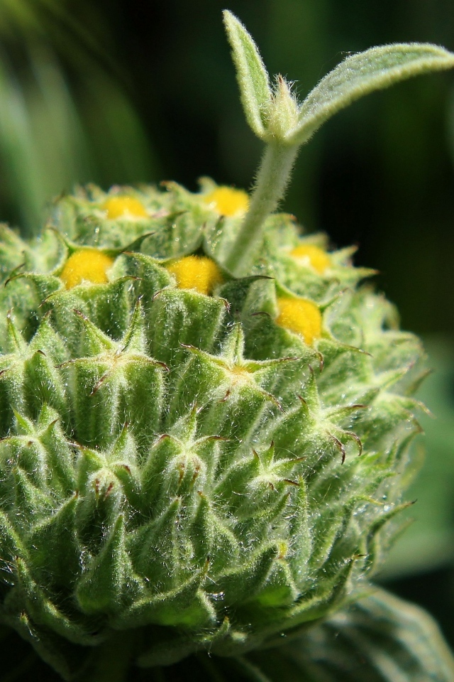 Зеленый бутон цветка распускается 
