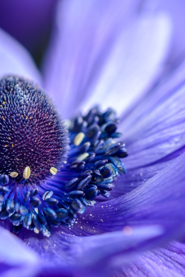 Серединка красивого цветка анемоны