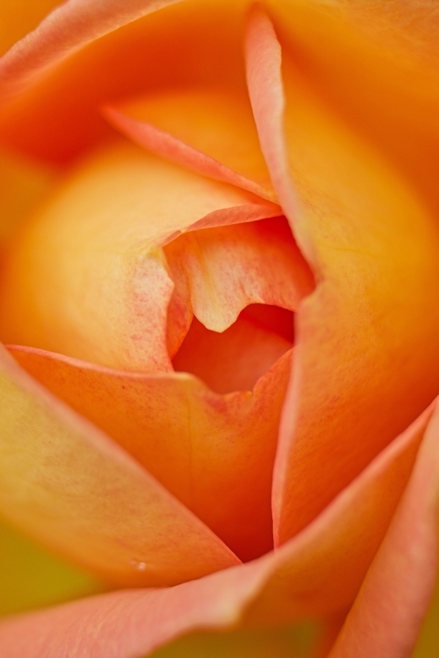 Серединка красивой оранжевой розы