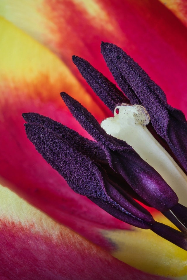 Серединка красивого тюльпана крупным планом