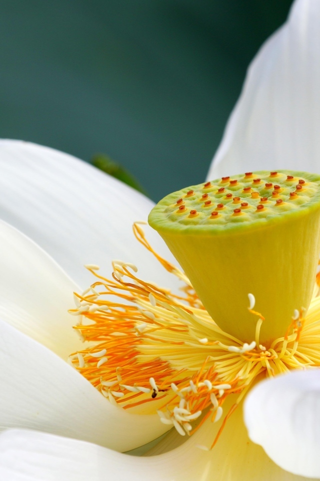 Середина нежного белого цветка лотоса