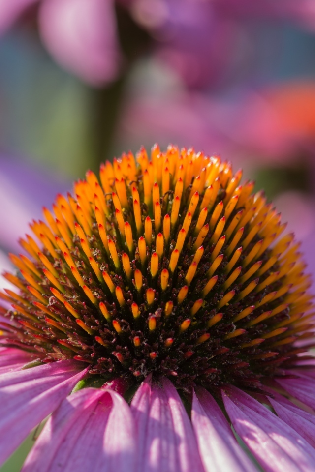 Серединка розового цветка эхинацеи