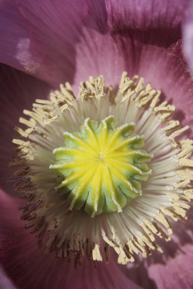 Серединка розового полевого мака