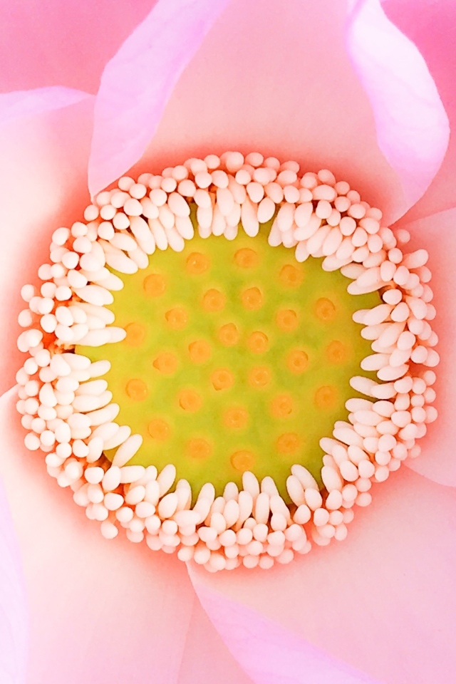 Серединка розового цветка лотоса 