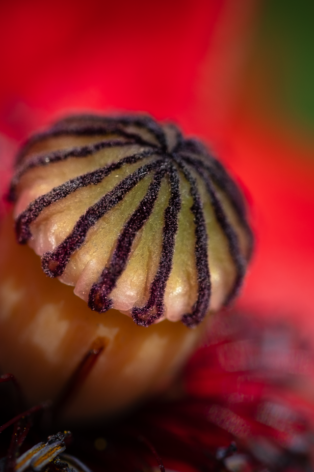 Середина красного цветка крупным планом