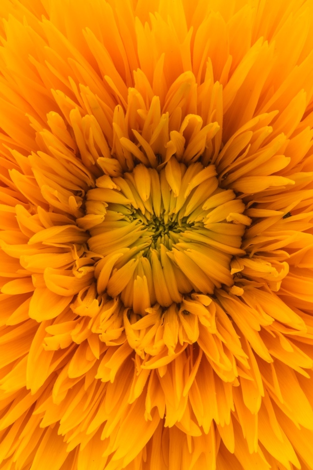 Середина желтого цветка хризантемы