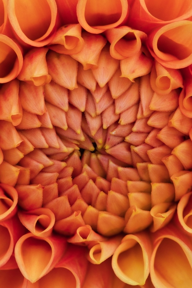 Серединка оранжевого цветка георгина