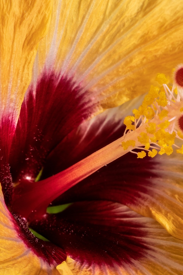 Серединка оранжевого цветка гибискуса