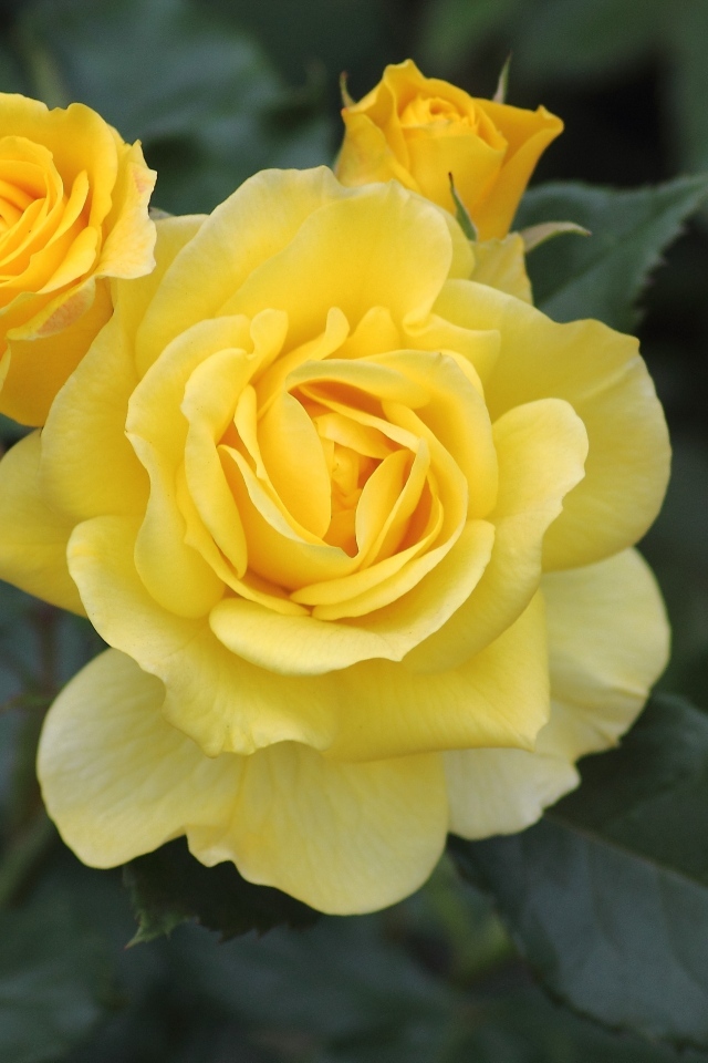 Три распускающихся розы на клумбе