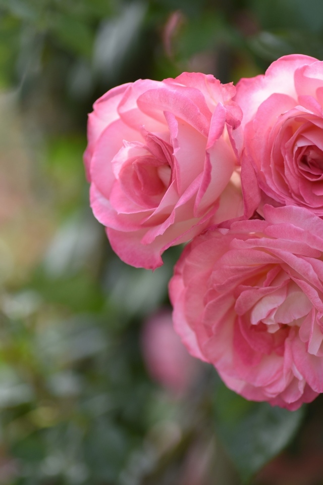 Три розовых парковых розы крупным планом