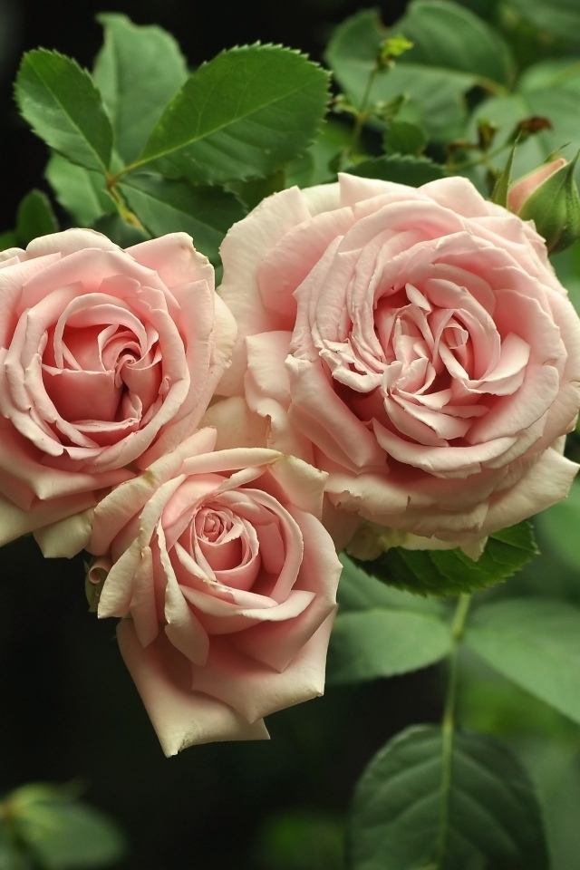 Три розовых розы с зелеными лепестками крупным планом