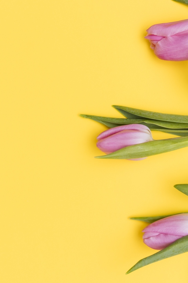 Три розовых тюльпана на желтом фоне
