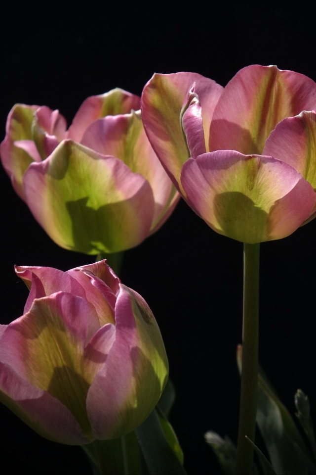 Три настоящих розовых тюльпана на черном фоне