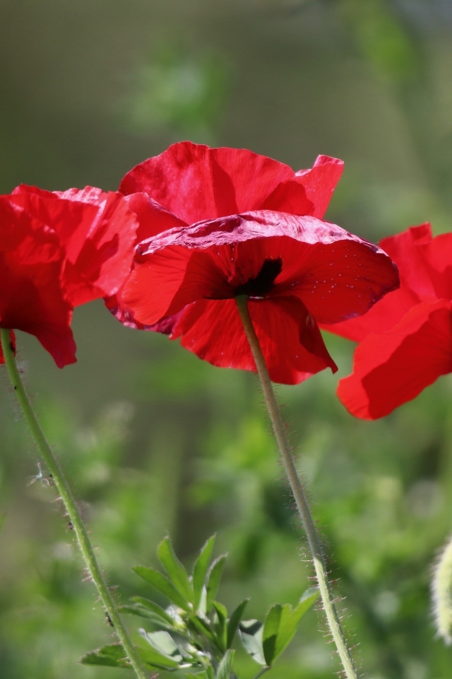 Три красных мака в лучах солнца