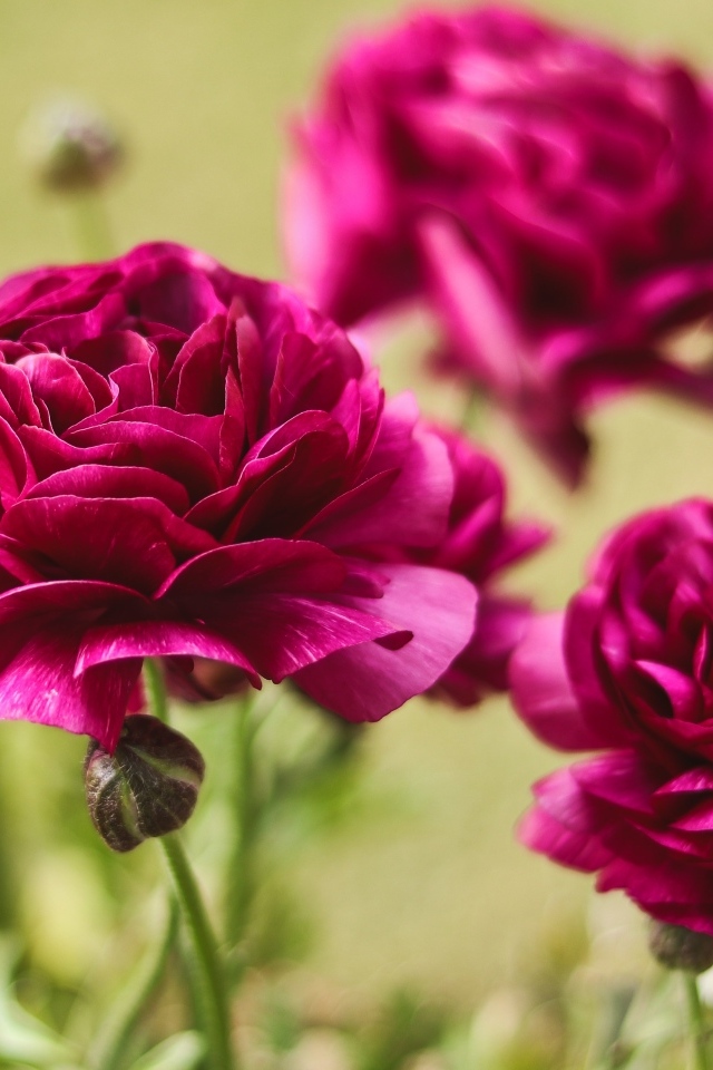 Три красных цветка лютика с бутонами