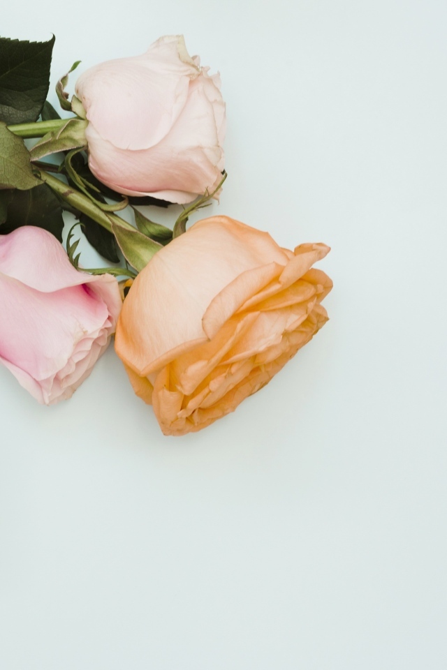 Три розы и подарок на сером фоне