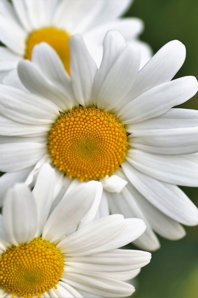 Три белых ромашки крупным планом