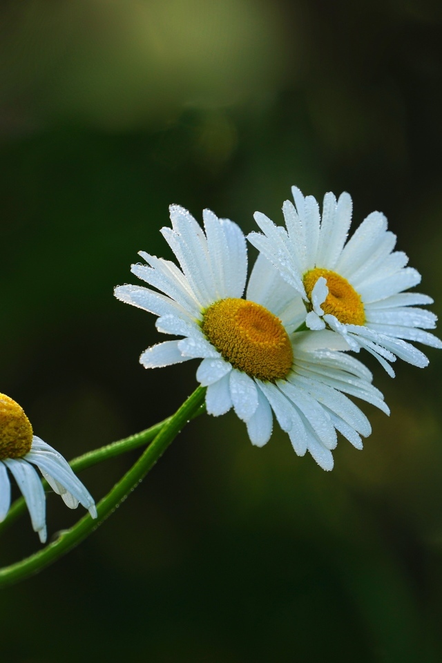 Три белые ромашки в капельках росы