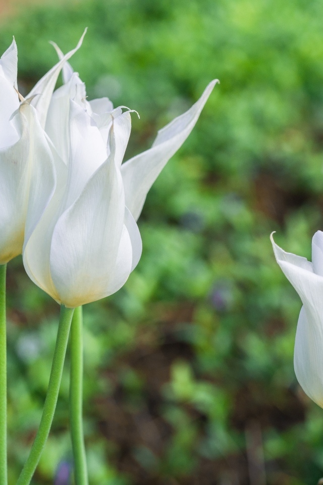 Три белых тюльпана на клумбе