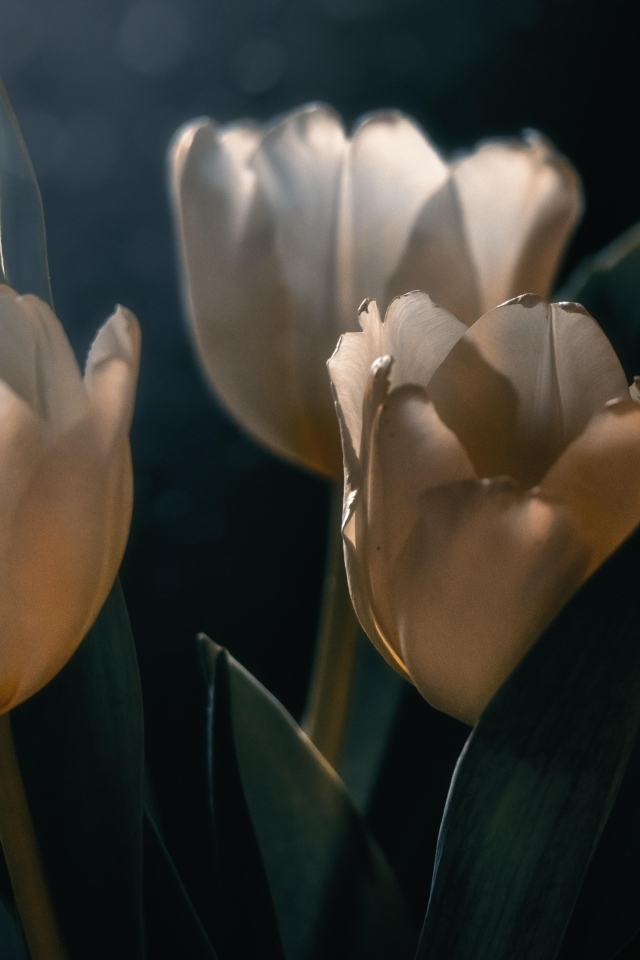 Три белых тюльпана с зелеными листьями  на черном фоне