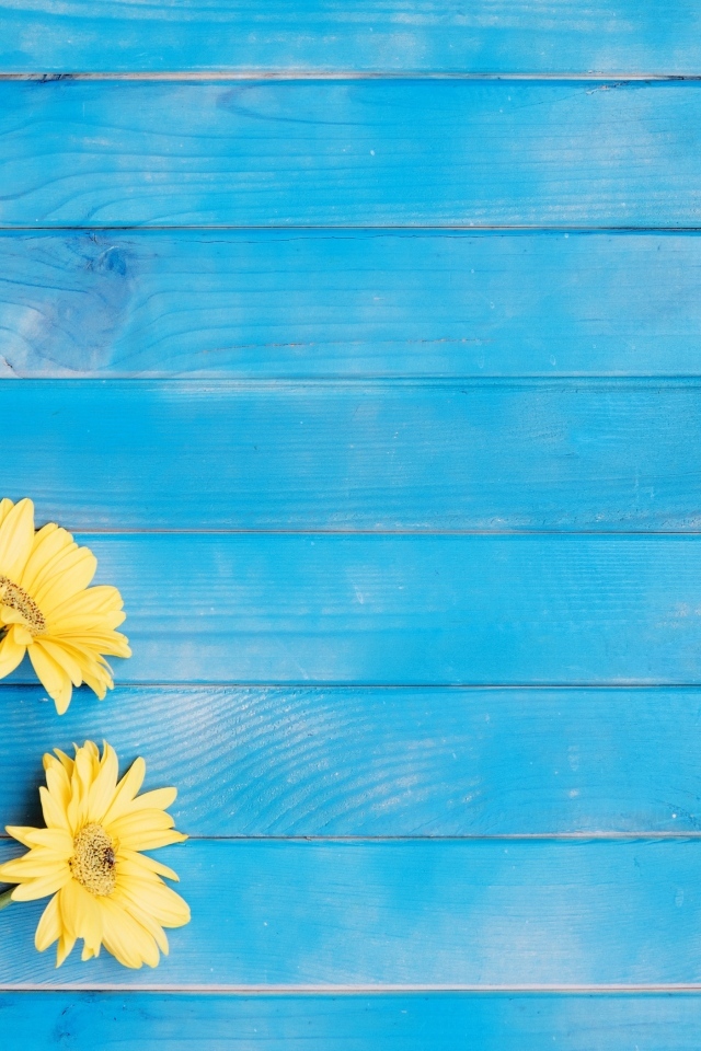 Три желтые герберы на голубом фоне