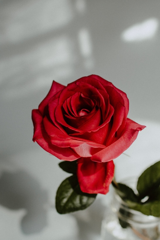 Вид сверху на красную розу в вазе