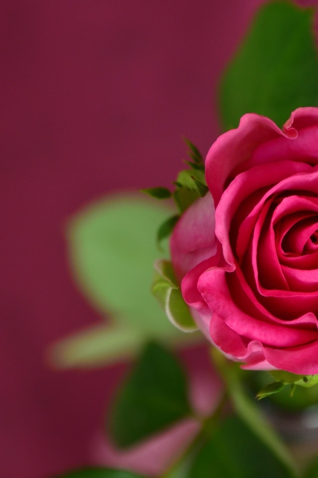 Вид сверху на розу на розовом фоне