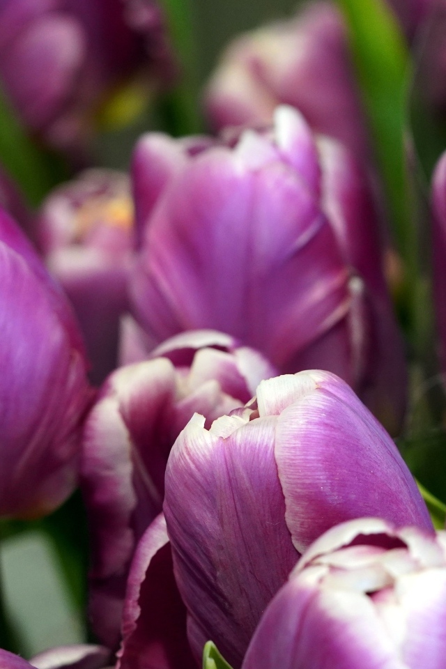 Верхушки фиолетовых тюльпанов на клумбе