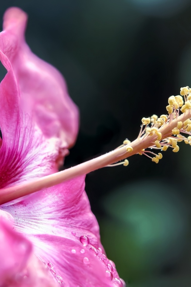 Тропический розовый цветок гибискуса крупным планом