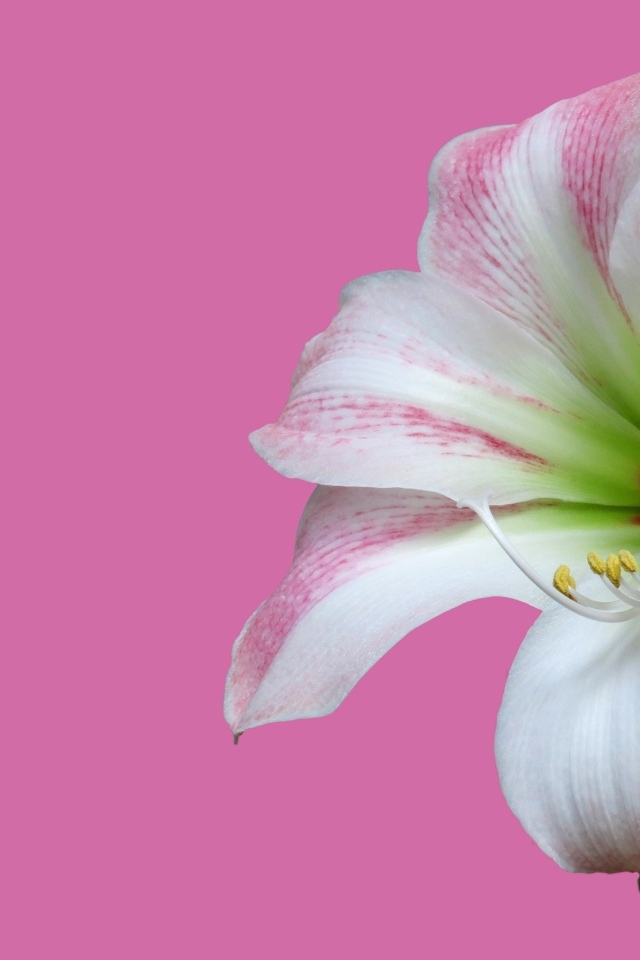 Два цветка амариллиса на розовом фоне