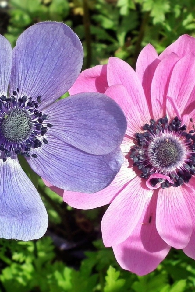 Два цветка анемона в зеленых листьях