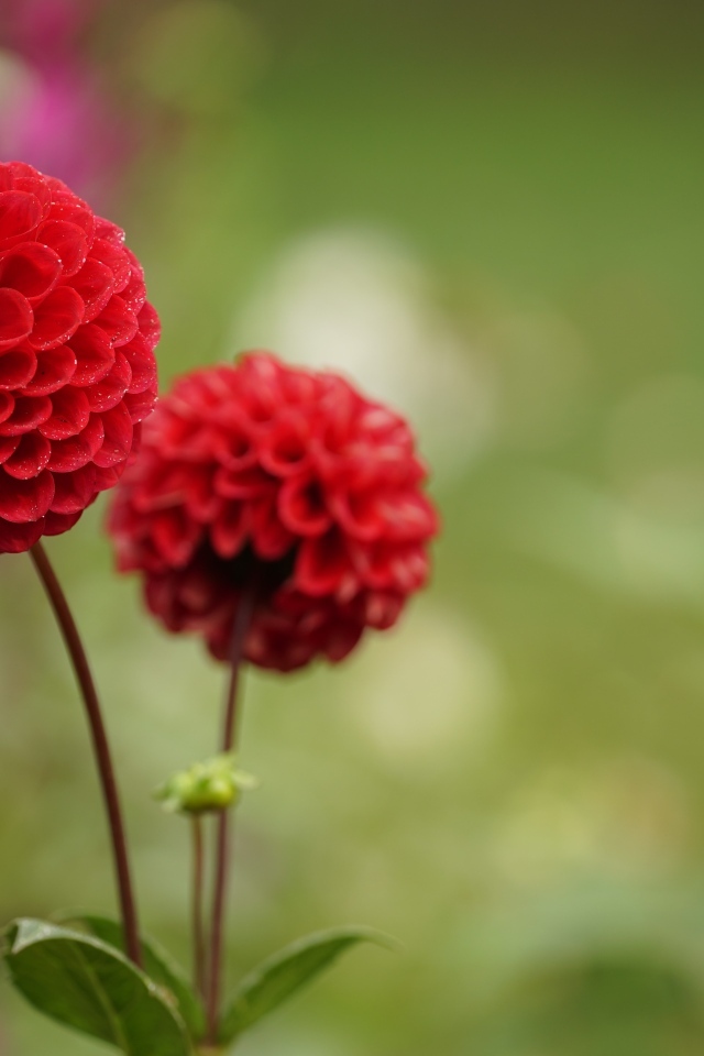 Два красивых пышных цветка садовой георгины