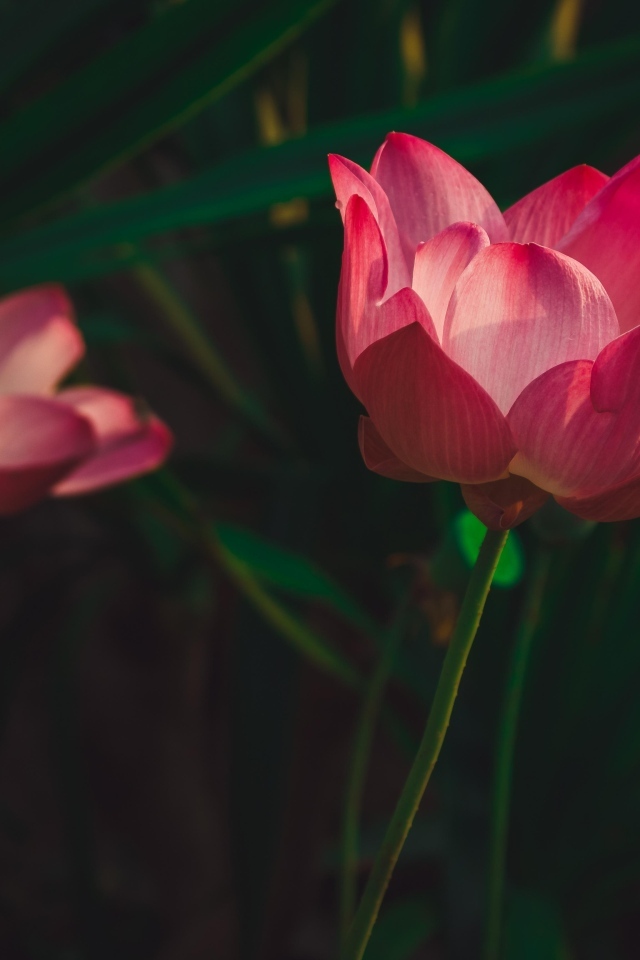 Два красивых розовых цветка лотоса