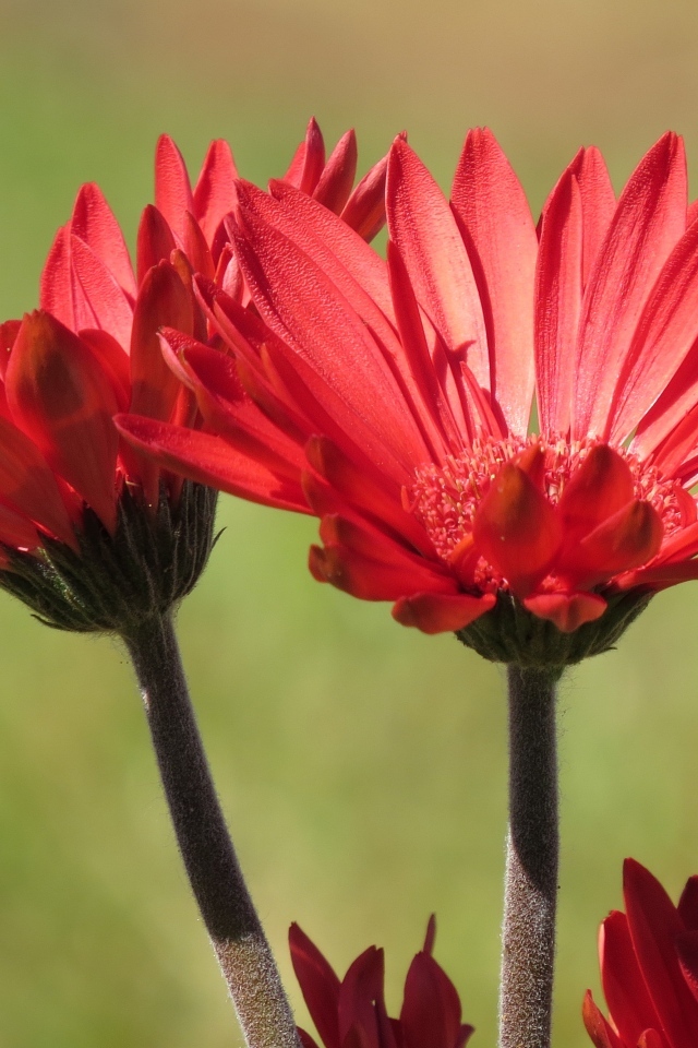 Два красивых красных цветка крупным планом