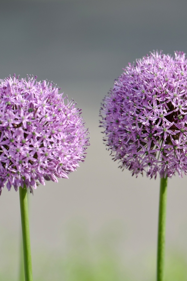 Два красивых  шаровидных цветка крупным планом