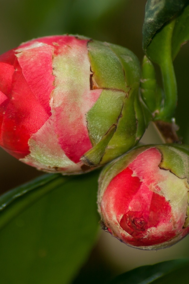 Два бутона красных цветов камелии