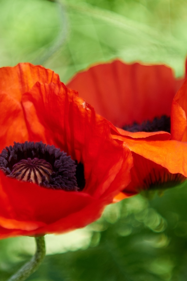 Два цветка декоративного садового мака