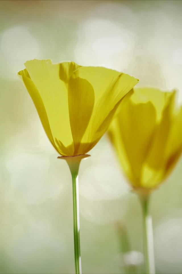 Два нежных желтых цветка эшшольции 