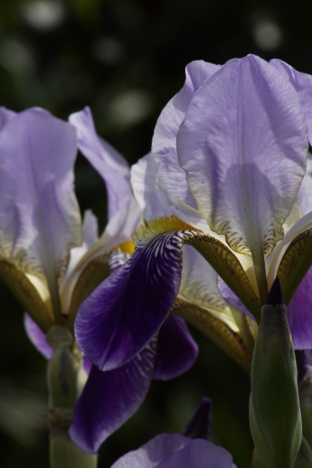 Два цветка ириса на клумбе