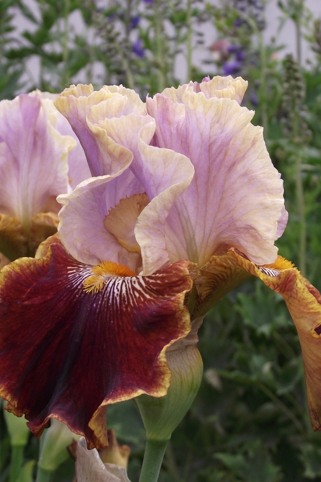 Два цветка ириса на клумбе в саду