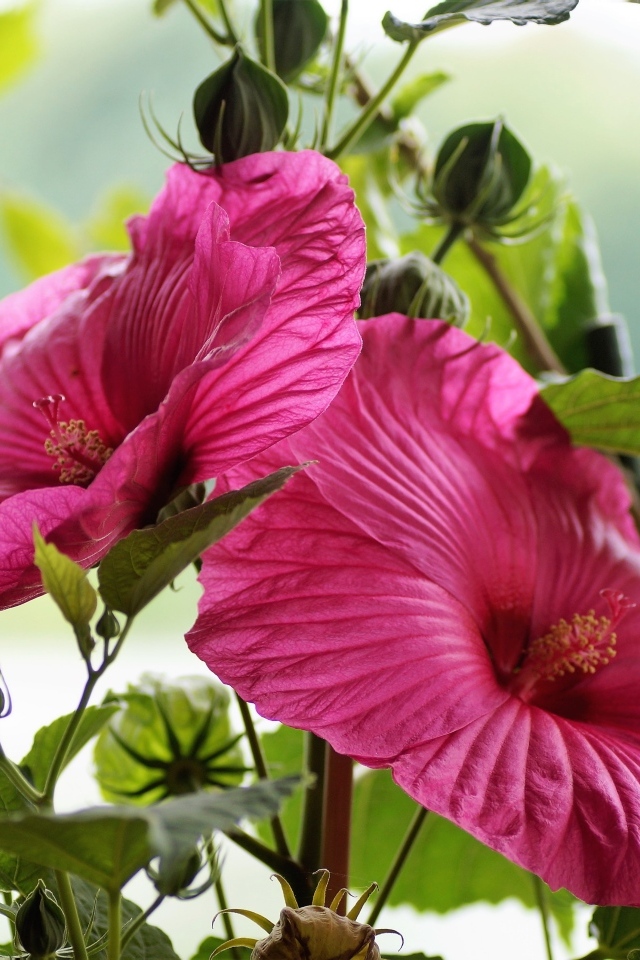 Два больших цветка гибискуса с бутонами