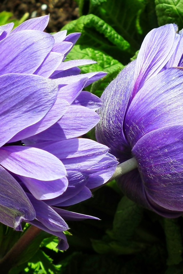 Два сиреневых цветка анемоны крупным планом