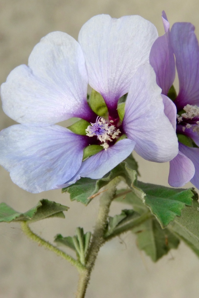 Два сиреневых цветка гибискуса крупным планом