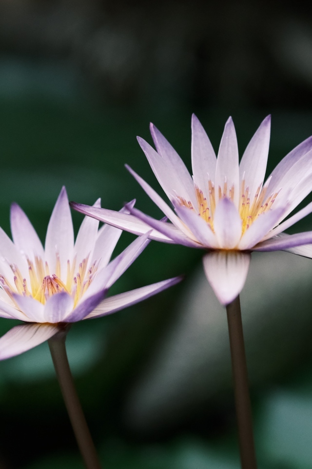 Два сиреневых цветка лотоса в пруду